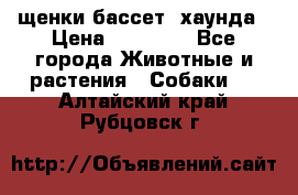 щенки бассет- хаунда › Цена ­ 20 000 - Все города Животные и растения » Собаки   . Алтайский край,Рубцовск г.